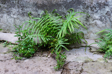 Resilient Life Thriving Amidst Decay Urban Ferns Growing on Cracked Concrete Wall