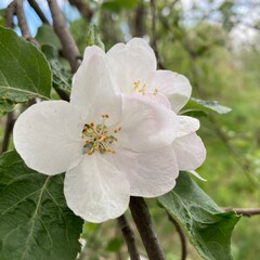An apple tree blooms profusely in spring. The bright white and large petals opened to the spring sun and the interesting and playful sky with clouds.
