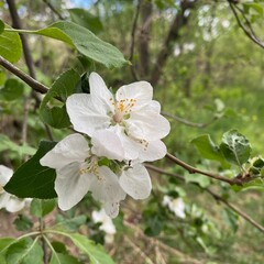 An apple tree blooms profusely in spring. The bright white and large petals opened to the spring sun and the interesting and playful sky with clouds.