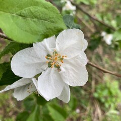 An apple tree blooms profusely in spring. The bright white and large petals opened to the spring sun and the interesting and playful sky with clouds.