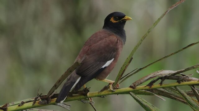 A brown common myrna bird is standing on the branch of tree and looking around observing its environment, fluttering its feathers.