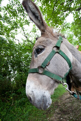 Donkey in the nature in France