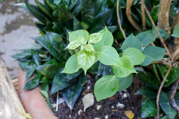 Bougainvillea Sprout Vibrant Green Leaves New Growth Tropical Plant