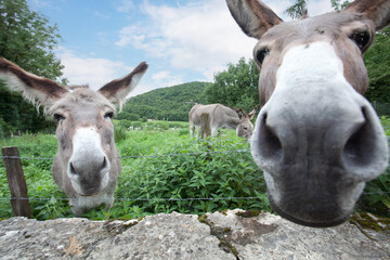 Donkey in the nature in France