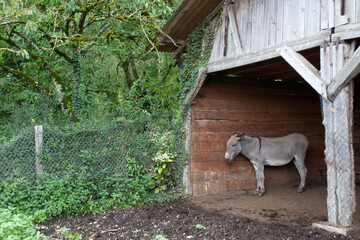 Donkey in the nature in France