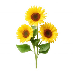 Fototapeta premium Three vibrant sunflowers with bright yellow petals and green leaves, perfect for adding a cheerful touch to any design.