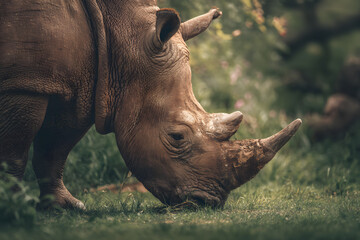 Obraz premium A solitary rhinoceros peacefully grazing in a lush green environment filled with vibrant flora. Wildlife scene concept
