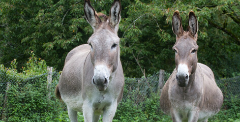 Donkey in the nature in France
