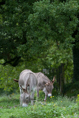 Donkey in the nature in France