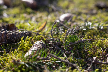 Organic patterns of plant life, raw ecological textures of Finnish nature in fall - a rich autumn palette of earthy tones. The beauty of the Nordic forest wilderness as a serene seasonal background