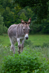 Donkey in the nature in France