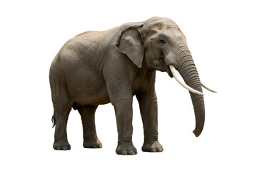 Fototapeta premium vector illustration of an elephant with clean lines and simplified details, isolated on white background 