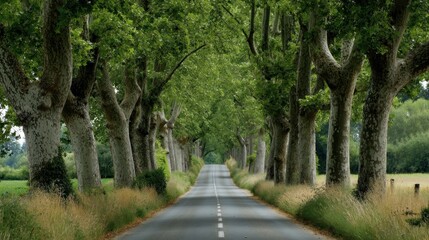 Naklejka premium Scenic country road lined with trees