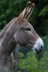 Donkey in the nature in France