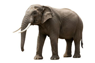 Obraz premium an elephant with detailed skin texture and tusks, educational materials, or zoo designs, isolated PNG on transparent background.