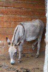 Donkey in the nature in France