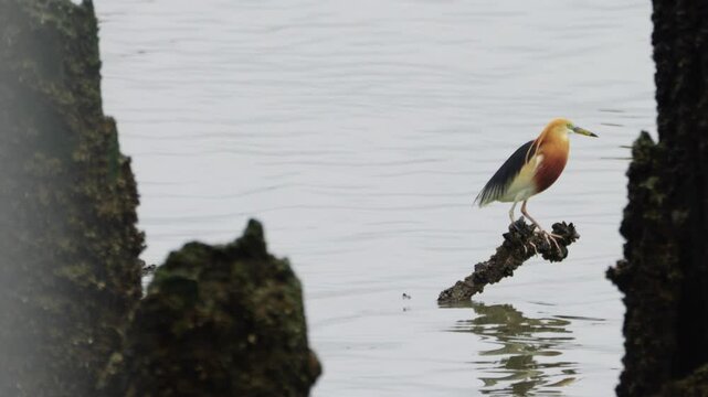 A colorful orange necked javan heron bird is standing on a piece of concrete structure in the river water 