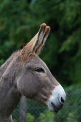 Donkey in the nature in France