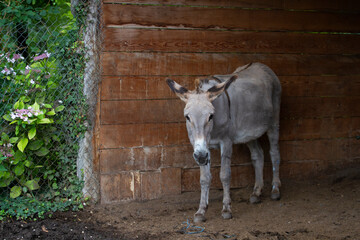 Donkey in the nature in France