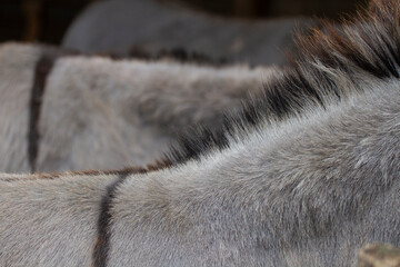 Donkey in the nature in France