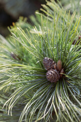Organic patterns of plant life, raw ecological textures of Finnish nature in fall - a rich autumn palette of earthy tones. The beauty of the Nordic forest wilderness as a serene seasonal background