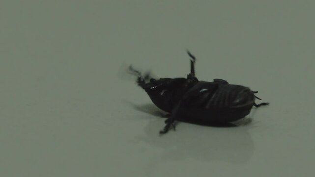 A large black bess beetle bug is struggling on the tile floor as it is turned upside on it back, moving its legs erratically and trying to turn over.