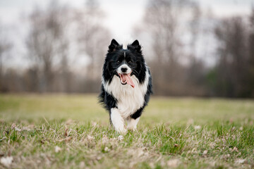 Energetic Border Collie in Motion