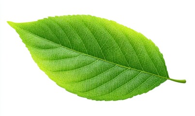 Obraz premium A 4K photo of green leaf isolated on a white background, vector illustration. Close-up shooting, 4K, ultra-realism, high detail, stock photography, bright soft lighting with.