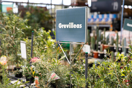 sign for grevilleas in the nursery section of a hardware store