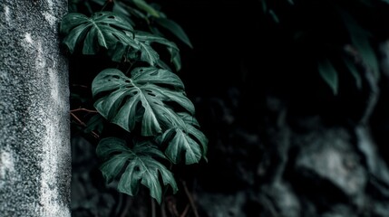 Lush Green Monstera Leaf Against Textured Stone Background in Dark Natural Environment