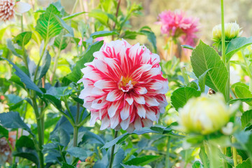 Dahlia bush with fleshy leaves and pink flowers. Cottage garden. Floral decoration. Sunny.