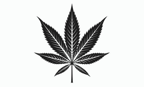 Cannabis leaf silhouette, marijuana hemp icon, Marijuana cannabis hemp leaf vector icon isolated on a white background 