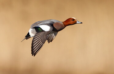 male wigeon in flight