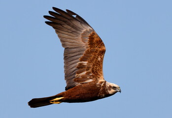 female marsh harrier in flight
