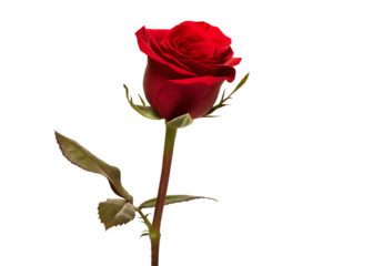  single red rose isolated on white background  PNG