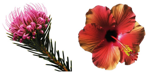 PNG Two vibrant flowers&mdash;a hibiscus and a pink pincushion protea&mdash;are displayed on a transparent canvas.