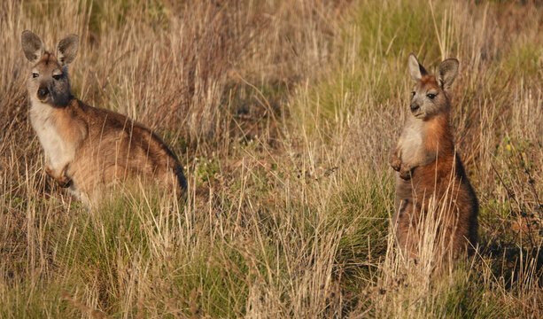 Common Wallaroo of the Flinders Ranges