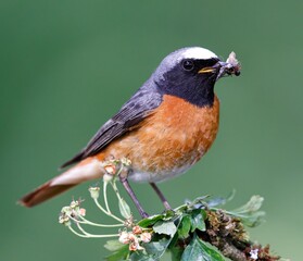 male redstart with an insect in its beak
