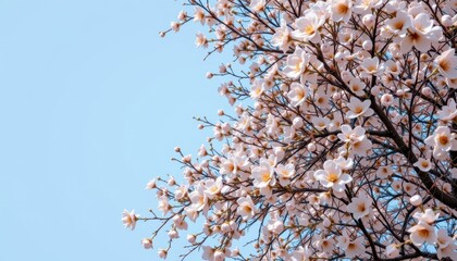 Obraz premium Cherry Blossom Branch Framing A Clear Blue Sky During Spring Season