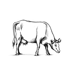 hand drawn Dairy cow grazing on meadow with shade, pencil drawing, hand made, drawn by human, no AI, black pencil, colored pencil, transparent, PNG