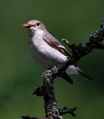 female pied flycatcher