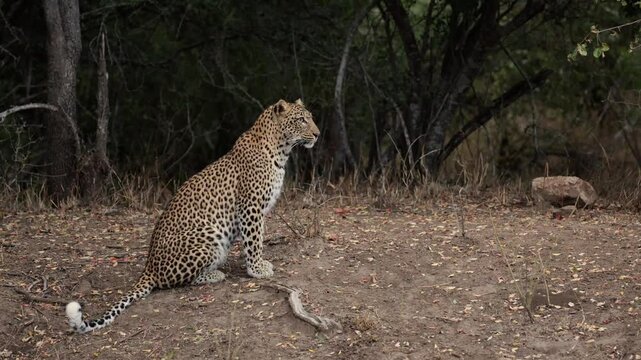 a female leopard close-up portrait