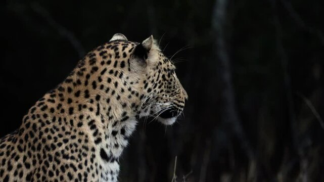 a female leopard close-up portrait