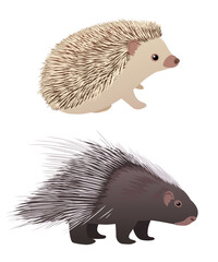 Hedgehog and porcupine come in vector form. A collection of adorable illustrations for your designs.