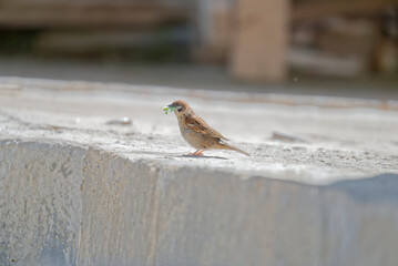 A sparrow holds leaves in its mouth to build a nest