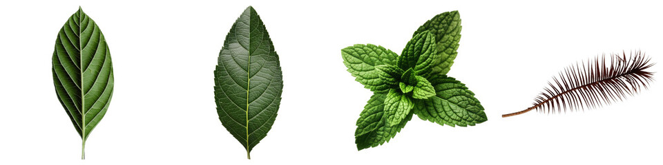 PNG Four distinct green leaves and a feather form a vibrant collage.