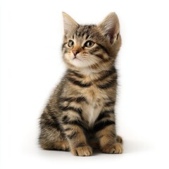 Obraz premium Tabby kitten isolated on clean white background