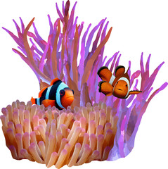 clown fish in the sea7