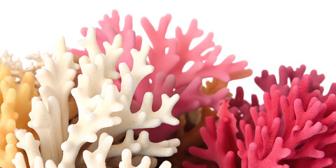  coral reef cut out isolated on white background PNG