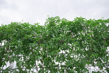 Lush green vine plants covering a trellis under a cloudy sky in a garden during late spring
